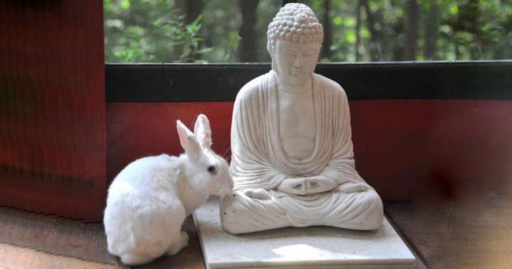 佛陀以動物身行菩薩道的故事:他曾是兔子,以平等心行布施⋯⋯ - 佛門網 - 香港佛教網站