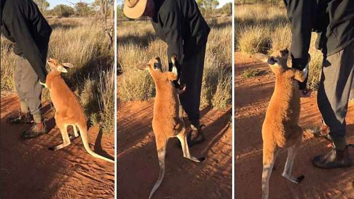 小袋鼠Johanssen緊緊攬著義工Brolga不放，似怕「爸爸」離開牠（圖：The Kangaroo Sanctuary Alice Springs）