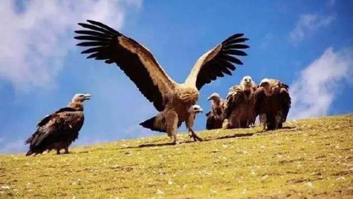 估計印度原本有禿鷹4,000萬頭，現時僅餘約100,000頭（圖：網上圖片）