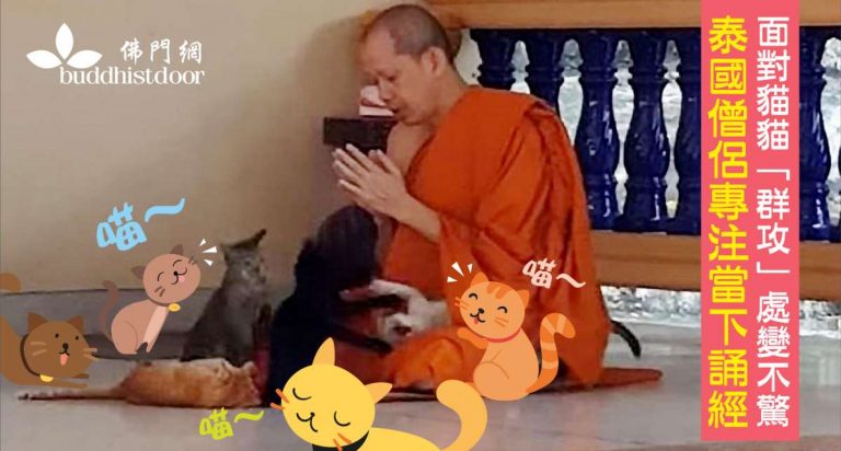 佛統大塔內，一名僧侶正專注誦經，即使被貓貓們「群攻」騷擾，亦不為所動（圖：Naratip Boobpathong Facebook）。