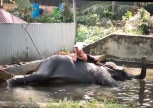 有照顧人員躺在被鎖鏈鎖住的大象邁恩（Myan）身上
