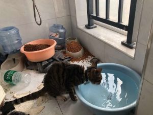 義工上門照顧獨留在家的寵物，清理貓砂和提供餵食（圖：Wuhan Pet Life Online）