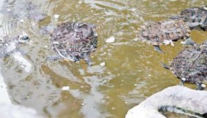 公園水池的濾水系統，一般不足以淨化龜隻的排泄物（圖：東網）