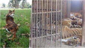 澳洲動保組織Cee4life指，希望曾經「殺害、虐待和非法販賣老虎」的老虎廟，可以轉變為流浪貓狗的愛心之家（圖：Cee4Life）