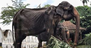 年老大象Tikiri於9月24日下午去世（圖：拯救大象基金會）