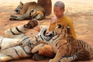 2015年，帕朗塔布寺內一位僧人與老虎玩耍（圖：bangkokpost.com）