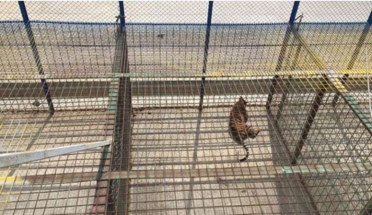 老虎被囚禁於鐵籠裏（圖：世界動物保護組織報告）