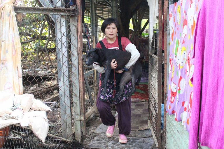 卓媽媽的狗場位於台北內湖（圖：台灣動物新聞網）