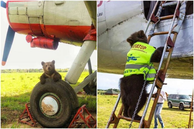 小熊曼瑟被稱為「最可愛的飛機維修員」（圖：Mansurbear Instagram）