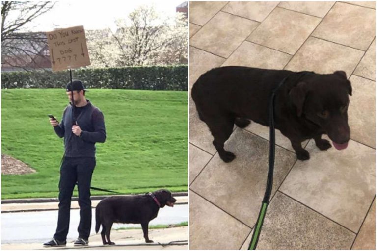 「我覺得自己像個傻子。」美國男子傑森一直舉著牌守在狗狗身旁，不知等到何年何月，才找得到狗主（圖：meilintompkins Twitter）。