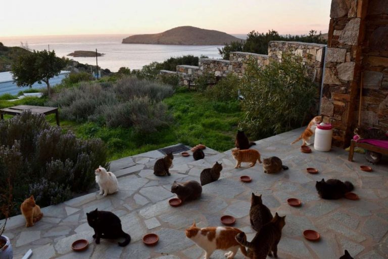 「神的小小人類」貓咪收容所是希臘錫羅斯島上約五十五頭貓咪的家（圖：God’s Little People Cat Rescue Facebook）