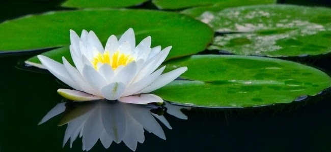 念佛人如斯尊貴,難得希有,是人中芬陀利花,實至名歸!(圖:網上圖片)