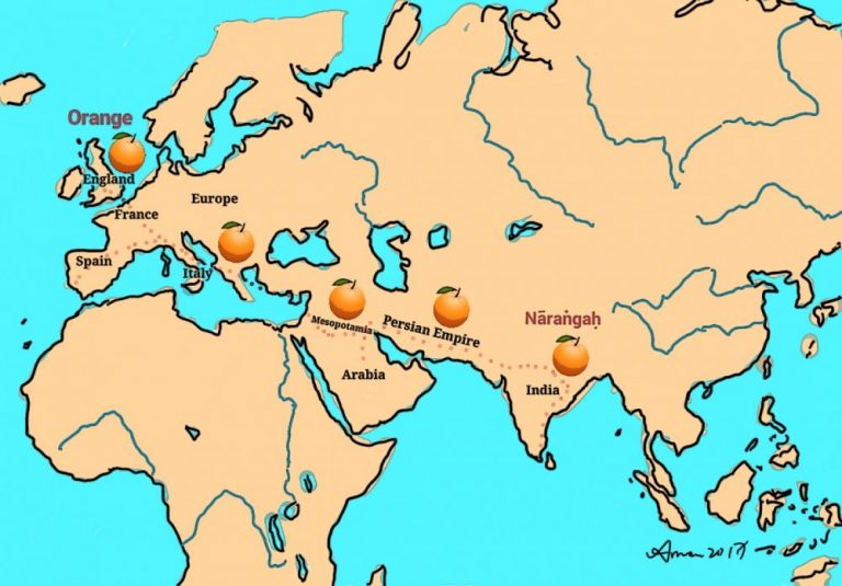從nāraṅgaḥ到orange，語言學家從語音演化上的蛛絲馬跡，確認了梵文與英語之間的親緣關係