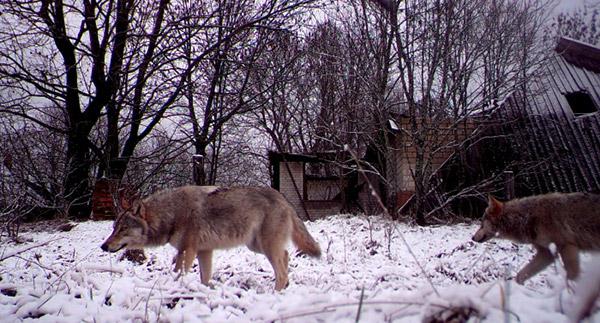 切爾諾貝爾災區野狼數目比鄰近的自然保護區多七倍。