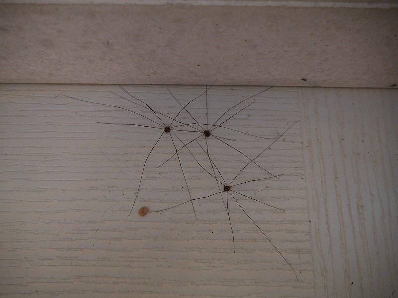 在民宿裏發現長腳蜘蛛，每隻直徑約三四英吋；多者十幾隻聚集門角，行動遲緩，似乎對人沒有傷害。