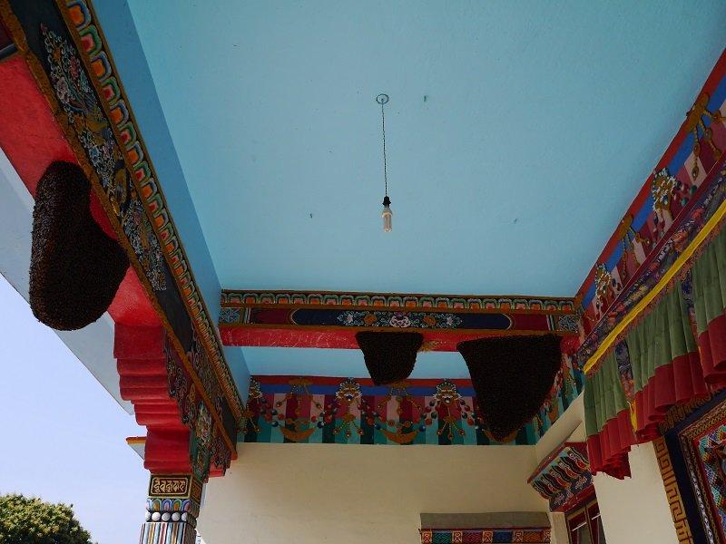 孟各的大悲顯密法林薩迦寺（Tsechen Do-Ngag Choe Ling Sakyapa Monastery）門前，野蜂結了多個蜂巢，蜜蜂在人們頭頂嗡嗡飛。