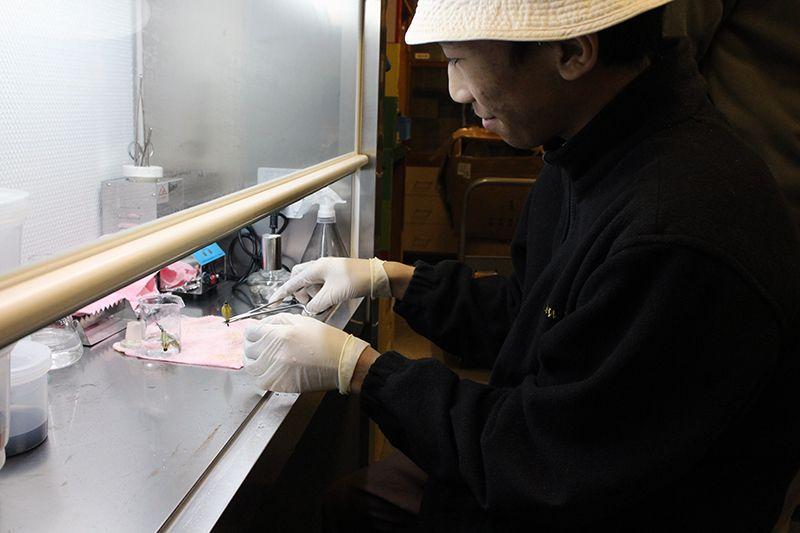 學生在無菌繁殖工作台中嘗試播種步驟，全程必須消毒，以免細菌入侵，然後放在培養瓶內作恆溫培育。