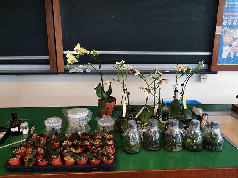 由種子到開花,整個蘭花無菌繁殖約需一年多時間。