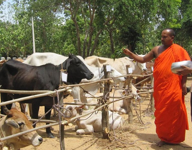 在斯里蘭卡，從放生活動拯救出來的動物接受僧侶的加持。