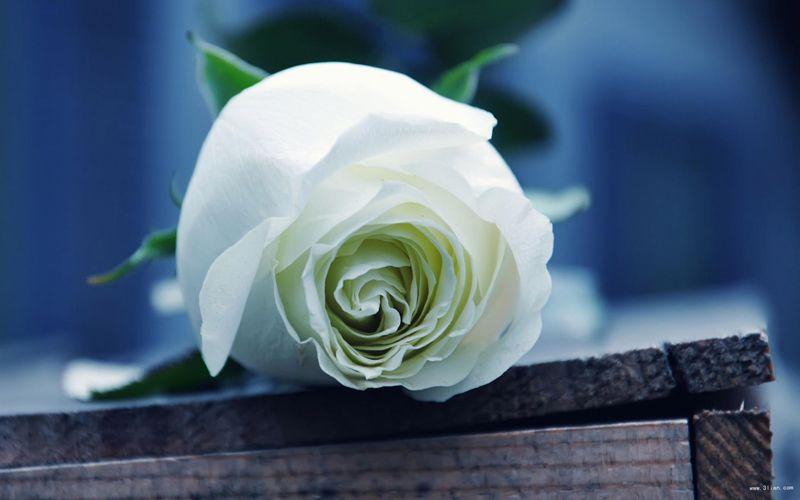 悼念儀式中最難忘的一幕，是在獻花的時間，在場的人為阿那律陀尊者獻上最後一支白玫瑰，他的學生Anne回憶說︰「老法師生前喜歡白玫瑰。」
