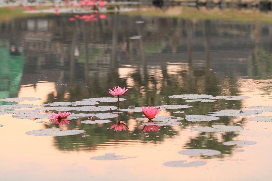 吳哥窟前蓮花池日出時之像。