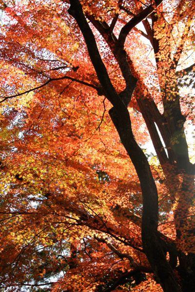 禪院門前紅葉斑斕