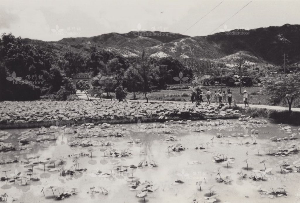 根據1959年元朗理民府的調查報告,屯門區內有35間齋堂,包括清涼法苑。圖為通往清清涼法苑的路上。(筆者藏)
