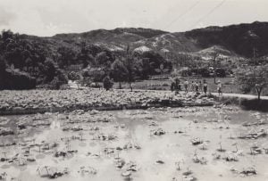 根據1959年元朗理民府的調查報告,屯門區內有35間齋堂,包括清涼法苑。圖為通往清清涼法苑的路上。(筆者藏)