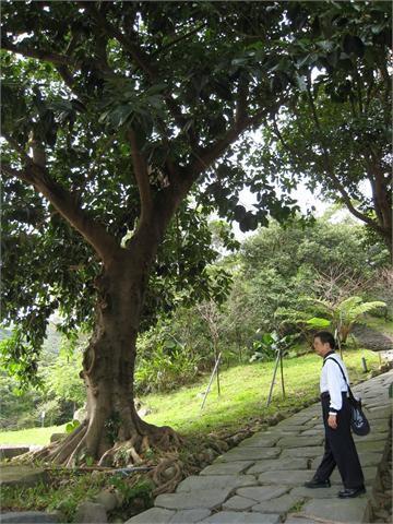導遊師兄攝於朝山步道的老樹前。這樹不算最大最老的，沒有編號，是「號外」，但看來也年紀不小了。