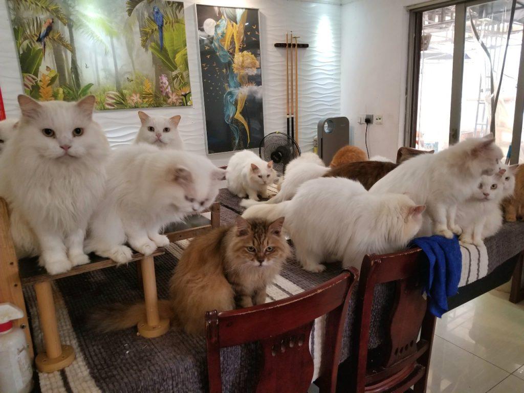 圖﹕羅佩明
