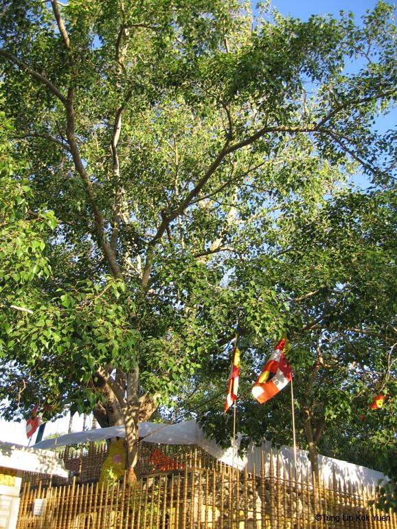 聖菩提樹(Sri Maha Bodhi Tree）被尊為國寶，全天候24小時由軍方守護安全，並且只有僧侶可為此樹澆水。