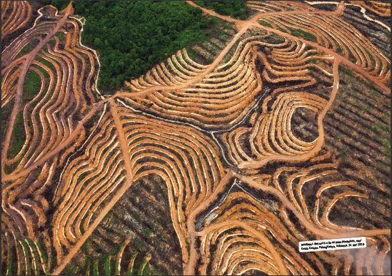 印尼雨林被破壞，改種棕櫚樹的情況