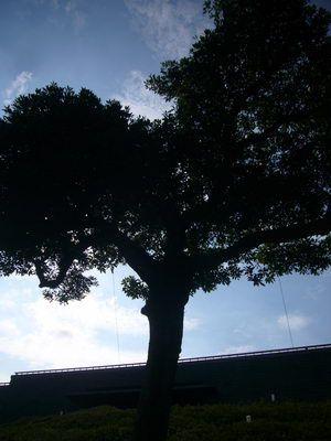 香港的工地，通常只把樹視為負資產。這棵老樹，用了八十萬台幣才能請到樹木銀行，然後再植回來。根深葉荗的老樹和幾百年的生命，其實是物超所值。