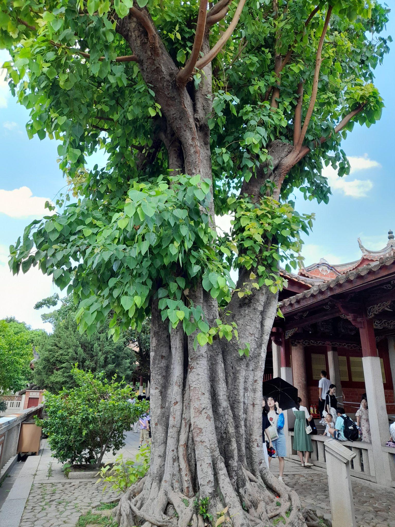遊泉州開元寺，除了朱熹和弘一法師，別忘了這位大德（下）