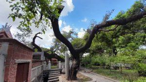 桑樹長蓮花