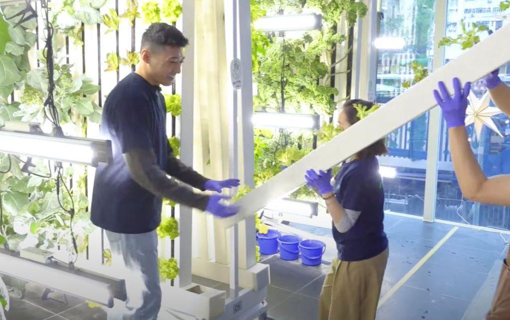 Tomas準備將種滿了幼苗的直立長架,放置在水耕系統內,便可進行淋水灌溉(圖:Veggie 365)。