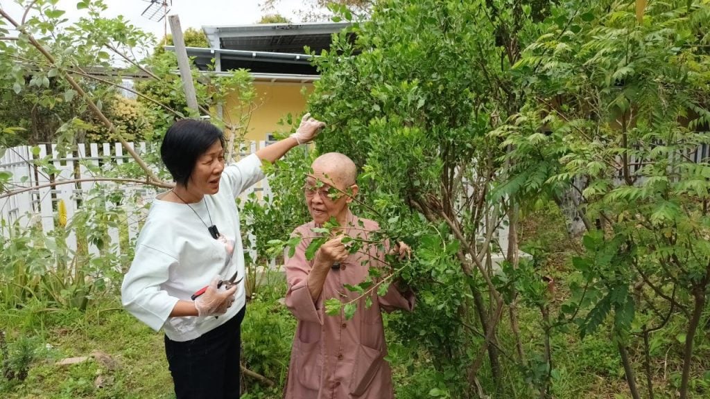 秉鴻法師和Flora即場摘下新鮮欒樨葉製作佛誕甜點，原來寺內的欒樨樹已有很多年歷史。