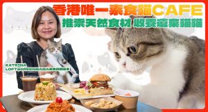 【Green Your Month】香港唯一素食貓Cafe,收養被遺棄貓貓,助牠們找到新主人。店主推崇天然蔬食入饌,帶來創意素食餐單!