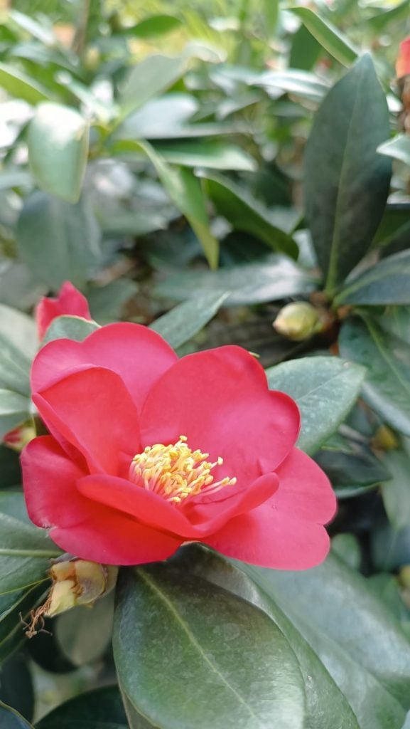 圖:黃首鋼