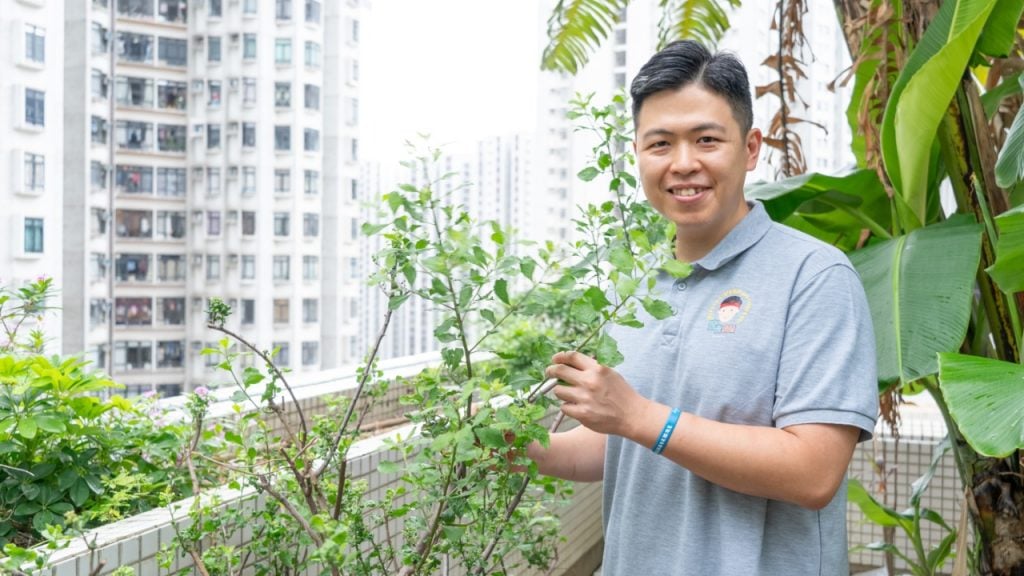 Ken的餐廳也種植了欒樨樹，可以做到「Farm-To-Table」即摘即製欒樨餅。