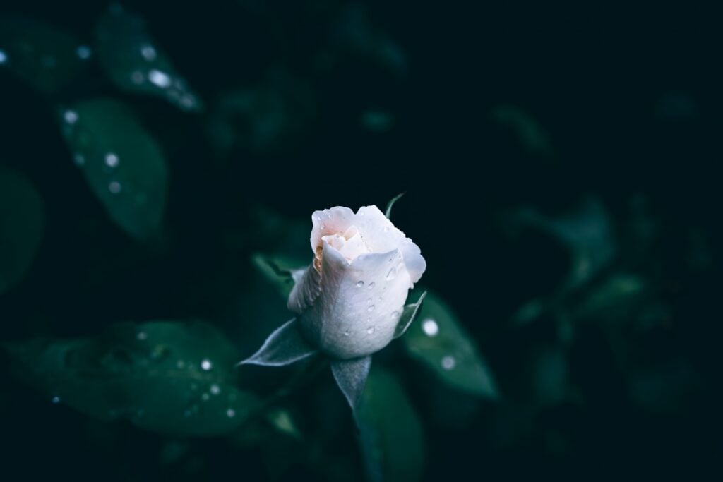 生死之間，唯有修行
