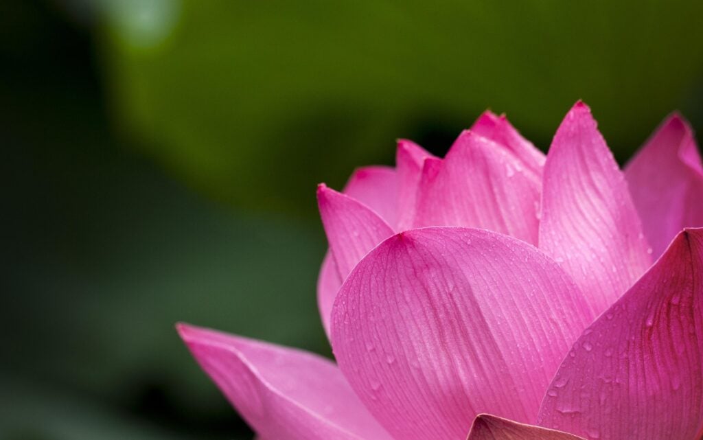 佛教為甚麼對蓮花「情有獨鍾」？