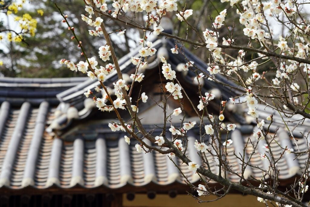 《閒心集》人生感悟（三十四）：幾樹寒梅帶雪紅